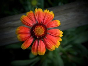 gaillardia aristata, drops