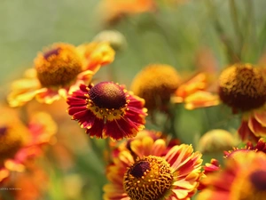 Flowers, Yellow, Helenium, Red