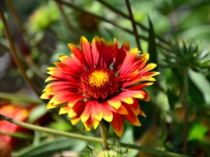 Little Egret, Flowers, Gaillardia