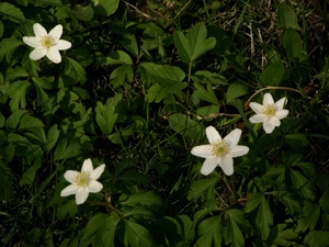 anemone, gamekeeper