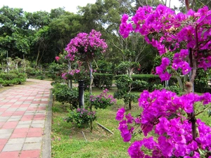 Garden, Bougainvillea