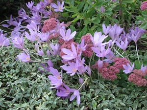 colchicum, Garden