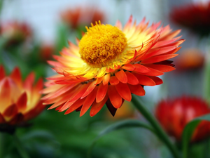 Colourfull Flowers, Kocanka garden
