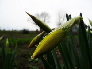 Daffodils, Garden