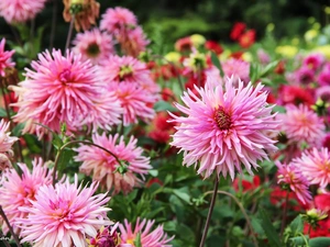 Garden, Pink, dahlias