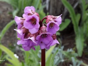 Violet, Colourfull Flowers, Garden, summer, grass, Bergenia