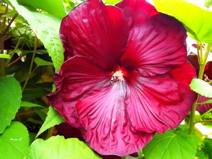 Red, Colourfull Flowers, Garden, summer, Leaf, hibiskus