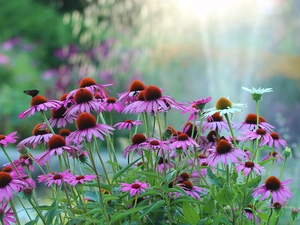 Garden, echinacea, Flowers