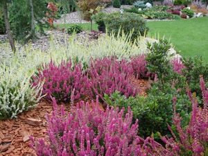 Garden, heathers
