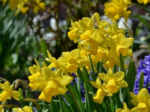 Hyacinths, Daffodils