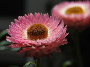 Pink, Kocanka garden