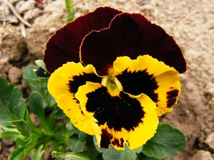Garden, pansy, leaves