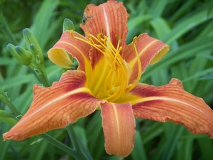 lily, garden