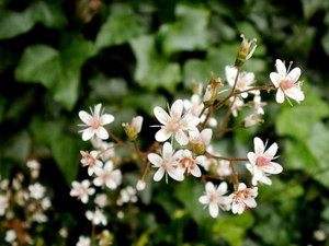 nature, White, Garden, Hoja