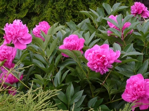 Garden, Pink, Peonies