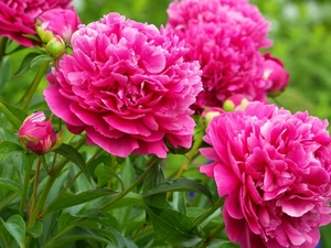 Peonies, Garden