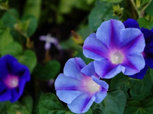 blue, bindweed