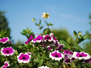 petunia, Garden