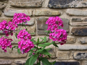 Flowers, phlox, ledge, Garden, stone, Pink