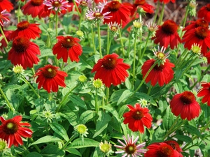 Garden, echinacea, Purple