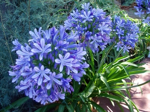 summer, Agapanthus, blue, Garden