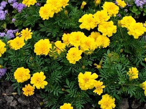 summer, Yellow, Tagetes, Garden