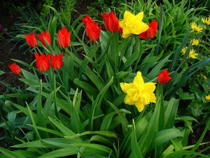 Garden, Daffodils, Tulips