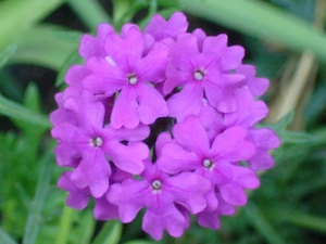 Violet, Verbena garden