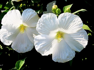 Buds, hibiskus, summer, Garden, Leaf, White