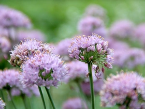 garlic, purple, Flowers