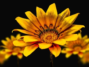 Yellow, Gazania, black background, Flowers