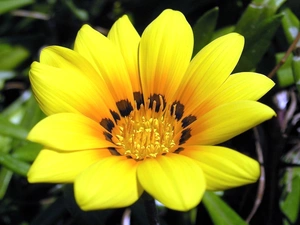 Garden, Gazania, blur, Yellow Honda
