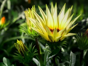 Buds, Colourfull Flowers, Gazania
