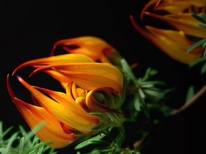 Close, Colourfull Flowers, Gazania