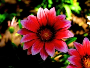 Gazania, Red, Flowers