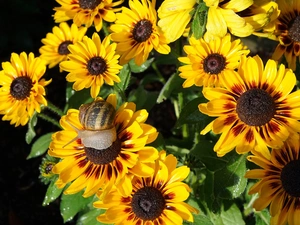 Flowers, Leaf, snail, Gazania