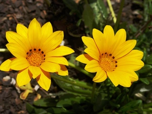 Gazania, Shining