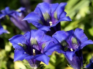 Gentian, Blue, Flowers