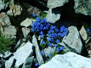 Gentian, Stones
