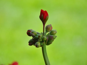 bud, geranium