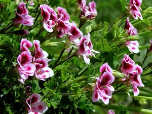English, Colourfull Flowers, geranium