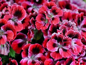 geranium, English