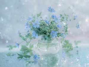 geranium, Blue, Flowers