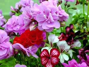 geranium, color, Flowers