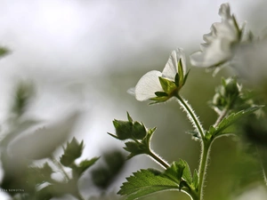 Colourfull Flowers, White, geranium