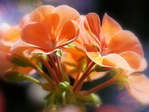 geranium, Orange, Flowers