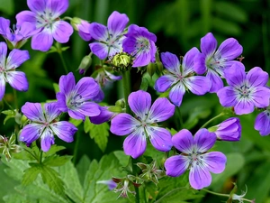 geranium, purple, Flowers