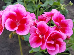 geranium, red, Pink