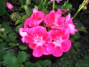 Pink, geranium