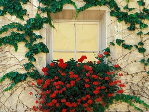 geraniums, Window, ivy